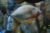 Photo credit to Tim Ellis. A pet piranha swims around his tank.