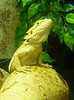 This is a pet Bearded Dragon. Photo credits to  Craig Murphy.