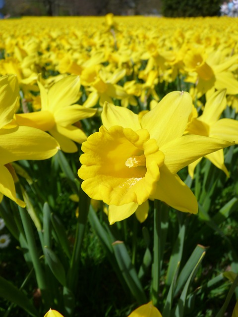 NJHS sold daffodils as a fundraiser to help the American Cancer Society.  Daffodils will be delivered to students March 21 during eighth period.  Picture Courtesy of Loggawiggler. 