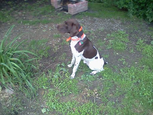 This is the German Short haired pointer named Meister posing for the camera. Photo credits to Lisa Plummer.