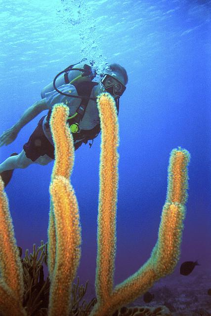 A man exploring the ocean sea. He was scuba diving in Riviera Maya. 
Cerdit to: flickr.com
Photo by: Grand Velas Riviera Maya