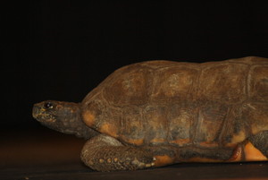 The tortoise from the Reptiland assembly walks across the gymnasium floor on April 2. Reptiland came to teach ninth grade biology classes about biodiversity.  Photo taken by Ashton Leberfinger.