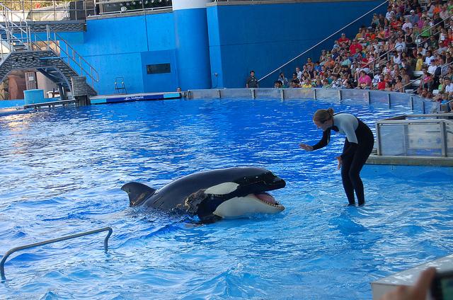 Shamu Greets the crowd on the platform after the command of his trainer.
Photo Credit: Flickr.com
Photo By: brittrients