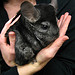 This is an exmaple of a pet chinchilla like Buddy. Photo credits to shoseph.