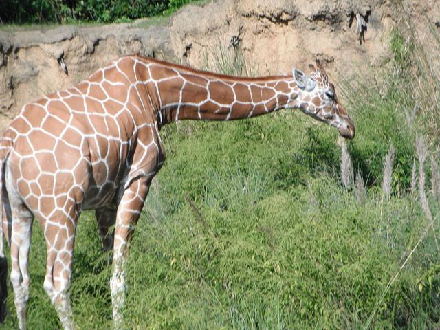 A giraffe eats the greens off a tree in the Africa section of Dinseys Animal kingdom.
Photo Credit: flickr.com
Photo by: Loimere