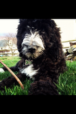 This is Gracie the Springerdoodle. Photo taken by Rhiannon Stangl.