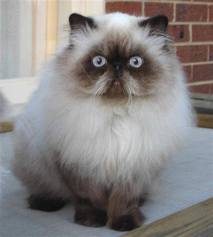 This is an example of a Himalayan cat like Levi. Picture taken by Cindy L.