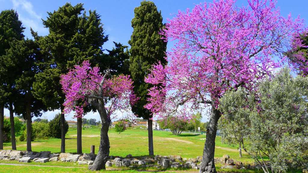 courtesy of      commons.wikimedia.org
Paestum Colors of spring
