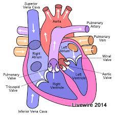The heart is apart of the cardio-vascular system. This is one of the many things students will learn in the Human Systems and Disease Elective Class in ninth grade.