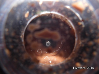 Inside the blender, the Wendys Frosty is being made.  The blend of ingredients splattered all over the sides of the blender as it mixed together.