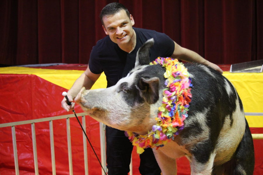 The performing pig, Roscoe is trained by Hans Klose for the circus every year. 
