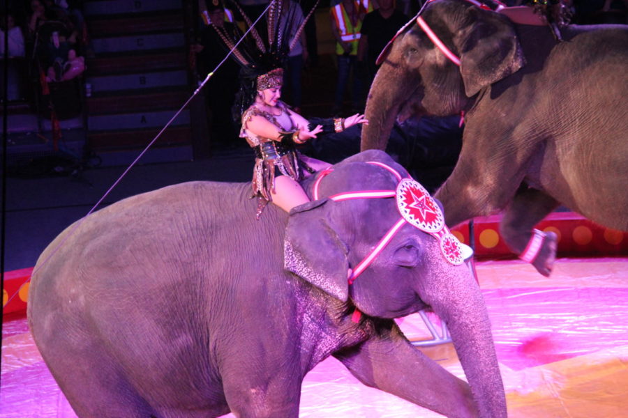 The Jaffa Shrine elephants perform at the circus on April 12! 