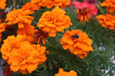 An insect surveys the vibrant orange petals of a flower.