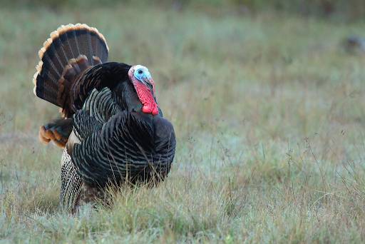 Gobble, gobble! Turkey became a Thanksgiving staple in the 1800s, according to the article, “Why Do We Eat Turkey on Thanksgiving?” by John M. Cunningham at britannica.com. There are three reasons why: turkey was plentiful, one bird was usually enough to feed an entire family and turkeys were almost always readily available for slaughter on a family farm.

