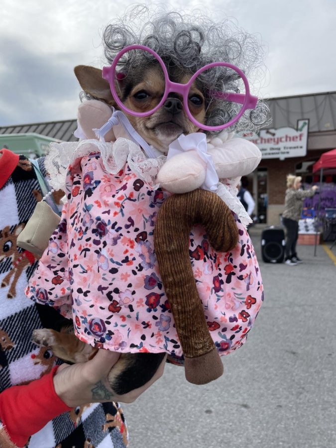 Ouch, my back! An adorable little chihuahua is dressed in her best costume for the parade. Oh my gosh! said a parade participant. Best costume ever! This little grandma had a successful and fun day at the parade! 
