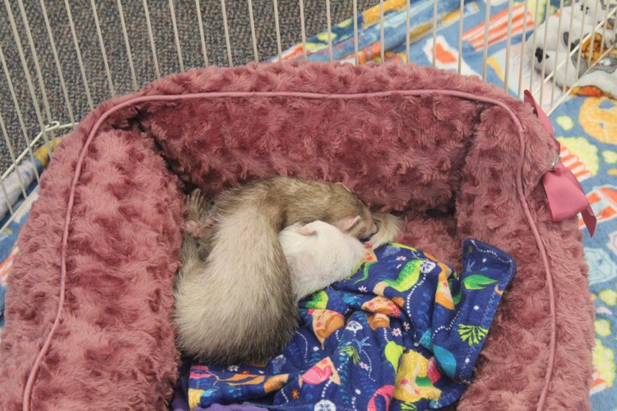 Cuddle time! Earlier today Draco and Juniper were very energetic, but now they are tired and its cuddle time. Many play times end with a well deserved nap!