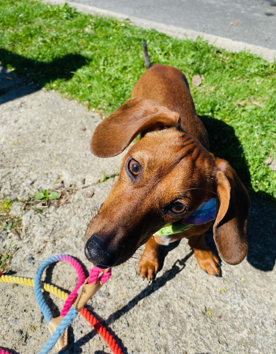 Pretty+Poppy%21+This+is+Poppy+the+Dachshund.+She+was+two-years-old%2C+and+enjoyed+naps%2C+playing+with+toys+and+eating+bell+peppers.+According+to+her+owner+Lydia+Schimansky%2C+I+love+Poppy+so+much%2C+I+couldnt+have+asked+for+a+better+dog%21